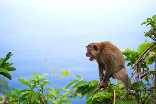 A monkey sits on a tree with a view of the ocean and a cliff on the island of Nusa Penida