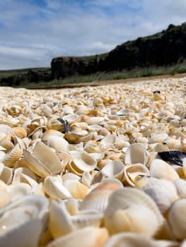 A pile of small seashells on the sea coast. Close up.