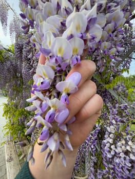 Blooming Wisteria Sinensis with scented classic purple flowersin full bloom in hanging racemes closeup. Garden with wisteria in spring.