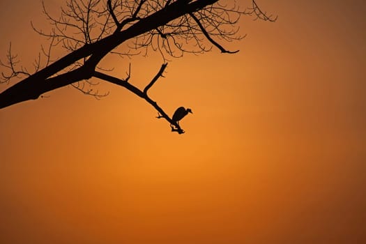 Silhouette of a Grey Heron (Ardea cinerea) at dawn in the Royal Natal National Park, Drakensberg South Africa