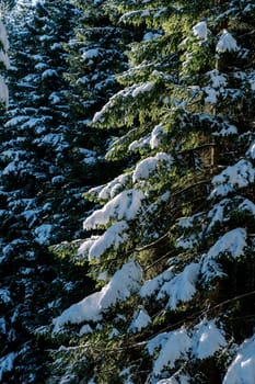 Snow lies on green branches of coniferous trees in the forest. High quality photo