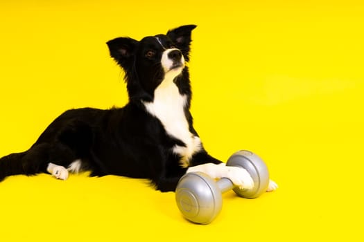 Border collie dog with a dumbbell shape apporte training object isolated