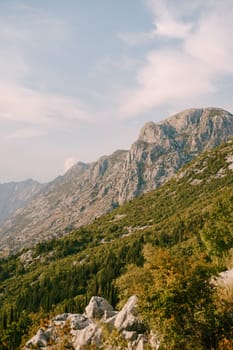 Green forest on the slopes of the rocky mountains. High quality photo