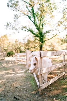 Small white pony peeks out from behind a wooden fence on a ranch. High quality photo