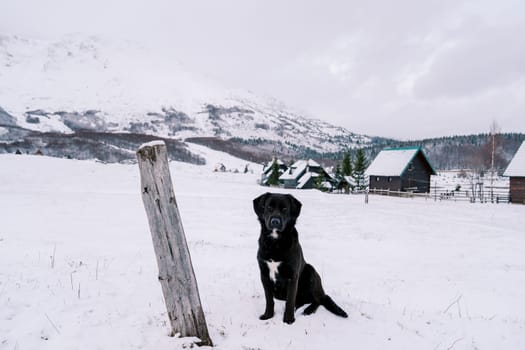 Black dog sits in the snow on the edge of a village in a mountain valley. High quality photo