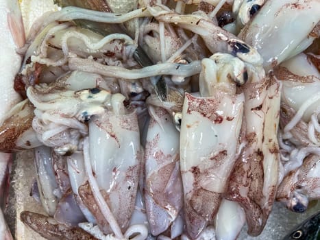 Raw squids ready for sale displayed on the counter at the fish market