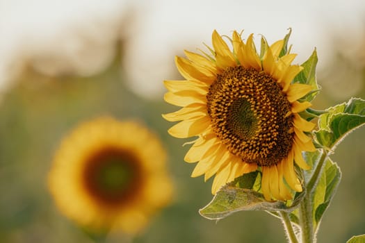 Close-up of a sunflower growing in a field of sunflowers during a nice sunny summer day with some clouds. Helianthus