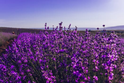 Lavender flower blooming scented fields in endless rows. Selective focus on Bushes of lavender purple aromatic flowers at lavender field. Abstract blur for background.