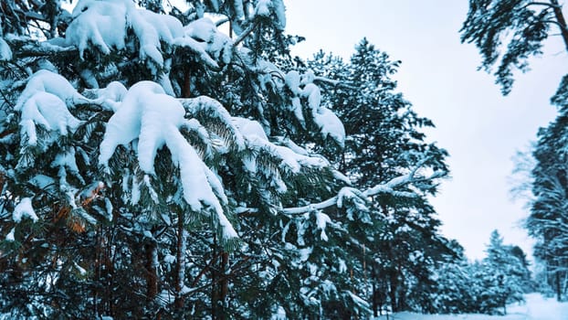 Winter landscape with snowy pine trees in the forest