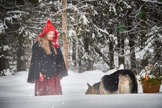 Cute little girl in red cap or hat and black coat with basket of green fir branches in snow forest and big dog shepherd looking as wolf on cold winter day. Fun and fairytale on photo shoot