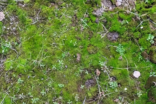 Green moss on the ground and grass, background or texture