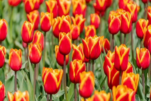 Orange tulips spring blossoming, bokeh flower background, pastel and soft floral card, selective focus.