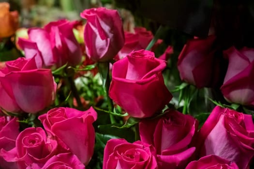 Red and pink roses close up, background for text, macro photo