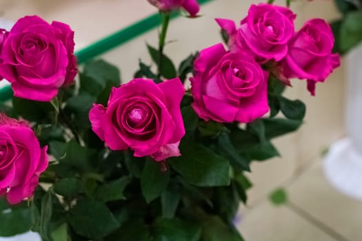 Bouquet of pink roses close up with copy space, beautiful flowers