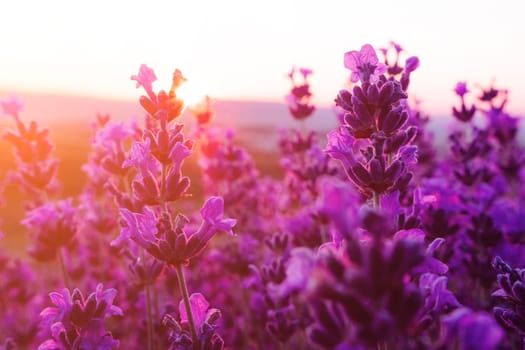 Lavender flower field closeup, fresh purple aromatic flowers for natural background. Violet lavender field in Provence, France.