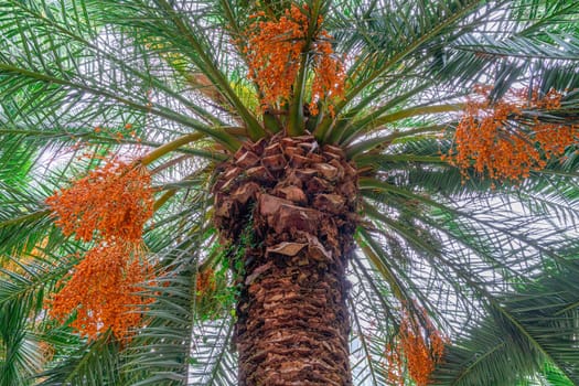 date palm with ripe dates on a blue sky background. photo