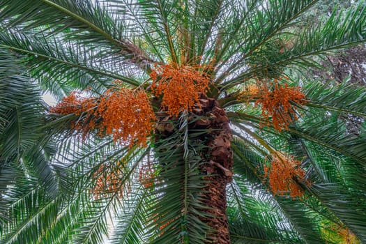 date palm with ripe dates on a blue sky background. photo