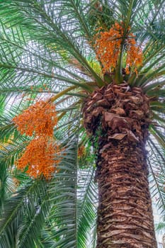 date palm with ripe dates on a blue sky background. photo