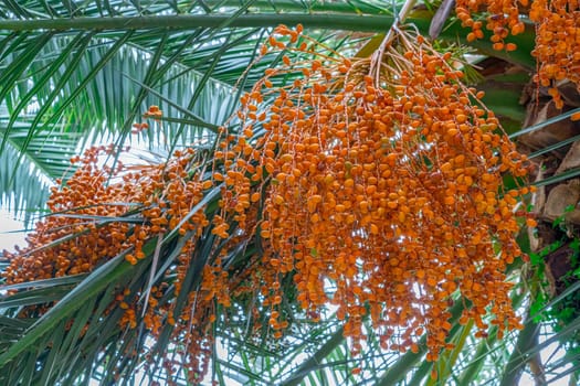 date palm with ripe dates on a blue sky background. photo