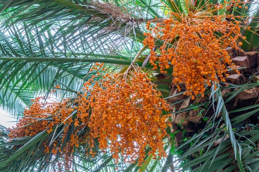 date palm with ripe dates on a blue sky background. photo