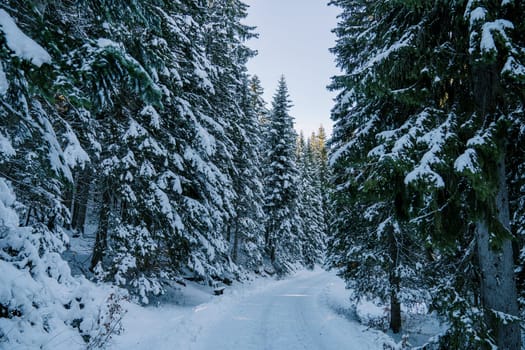 Turn of the road in a snowy pine forest. High quality photo