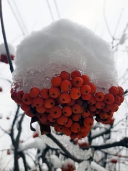 A beautiful bunch of rowan under the fallen white snow close-up.