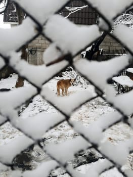 Red yard dog looks through the mesh fence on a winter morning.