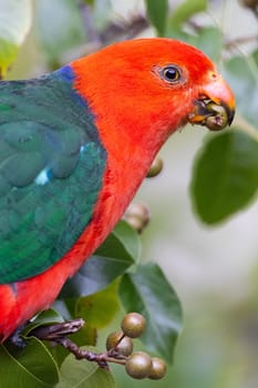 Australian King Parrot eating tree fruit in Melbourne, Victoria Australia