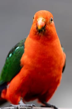 Australian King Parrot eating tree fruit in Melbourne, Victoria Australia