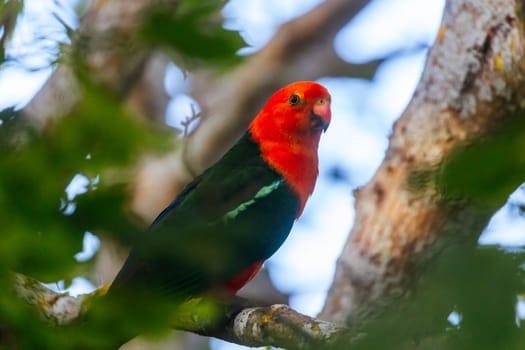 Australian King Parrot looking for food at a house in Yackandandah, Victoria Australia