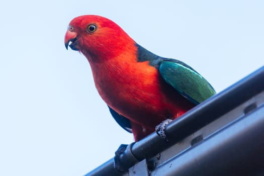 Australian King Parrot looking for food at a house in Yackandandah, Victoria Australia