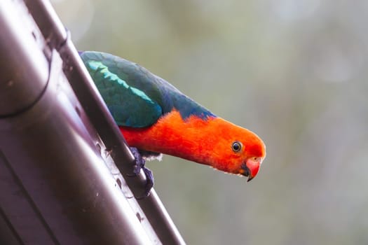 Australian King Parrot looking for food at a house in Yackandandah, Victoria Australia