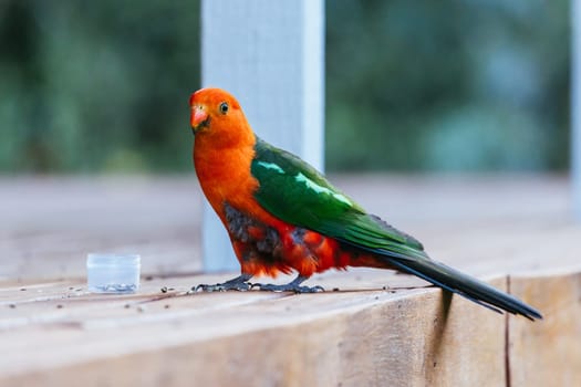 Australian King Parrot looking for food at a house in Yackandandah, Victoria Australia