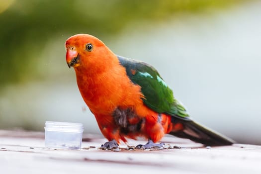 Australian King Parrot looking for food at a house in Yackandandah, Victoria Australia