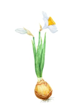 Narcissus, watercolor illustration of daffodils. Hand drawn watercolor painting of a fragrant spring garden flower. White and yellow botanical painting for greeting, wedding, Easter, Mothers day print.