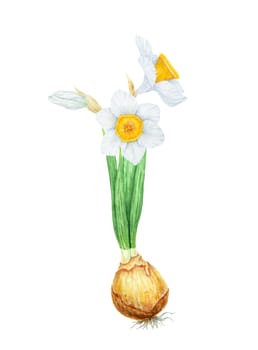 Narcissus, watercolor illustration of daffodils. Hand drawn watercolor painting of a fragrant spring garden flower. White and yellow botanical painting for greeting, wedding, Easter, Mothers day print.