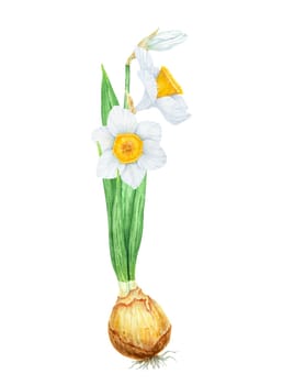 Narcissus, watercolor illustration of daffodils. Hand drawn watercolor painting of a fragrant spring garden flower. White and yellow botanical painting for greeting, wedding, Easter, Mothers day print.