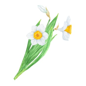 Narcissus, watercolor illustration of daffodils. Hand drawn watercolor painting of a fragrant spring garden flower. White and yellow botanical painting for greeting, wedding, Easter, Mothers day print.