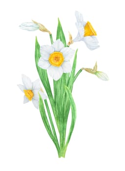 Narcissus, watercolor illustration of daffodils. Hand drawn watercolor painting of a fragrant spring garden flower. White and yellow botanical painting for greeting, wedding, Easter, Mothers day print.