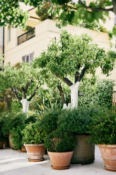 Pots with green bushes stand around a tub with a tree near the building. High quality photo
