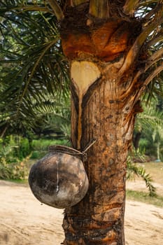 Date palm sap is collected. Collecting palm juice in a clay pot