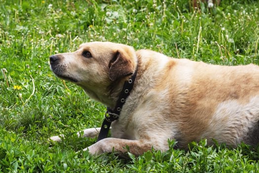 Shaggy white dog lying on the ground in the yard