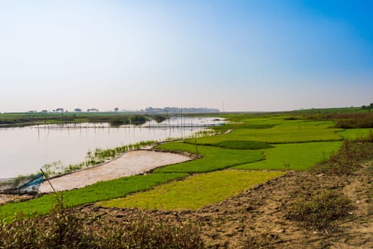 rice field on the shore of a reservoir, Bangladesh