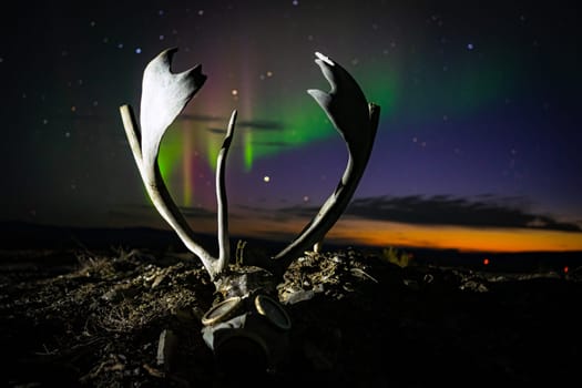 An old deer skull in gas mask with horns on background of northern lights