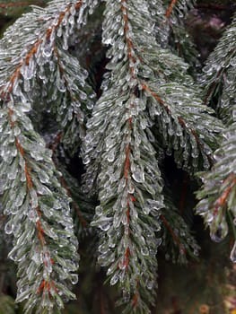 Ice-covered pine branches on a winter morning close-up.