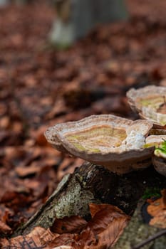 A vertical closeup of mushrooms on a tree trunk in a forest