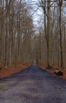 A scenic view of a pathway in a forest on an autumn day