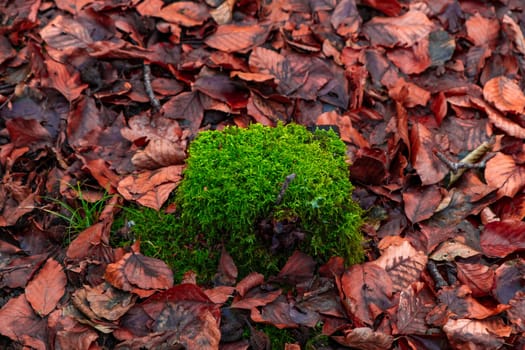 A closeup of green moss on the ground in a forest