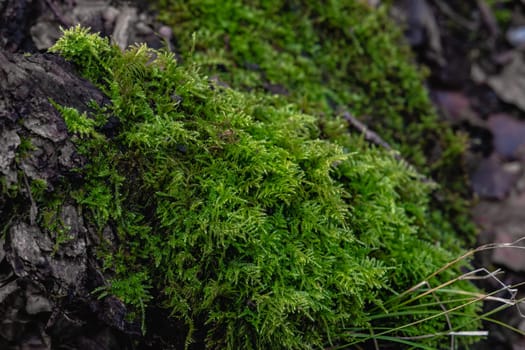 A closeup of green moss on the ground in a forest