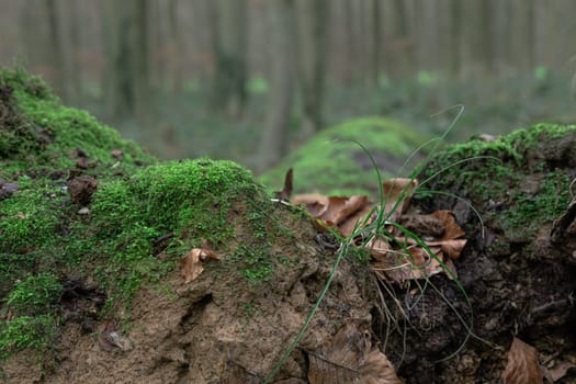 A closeup of green moss on the ground in a forest